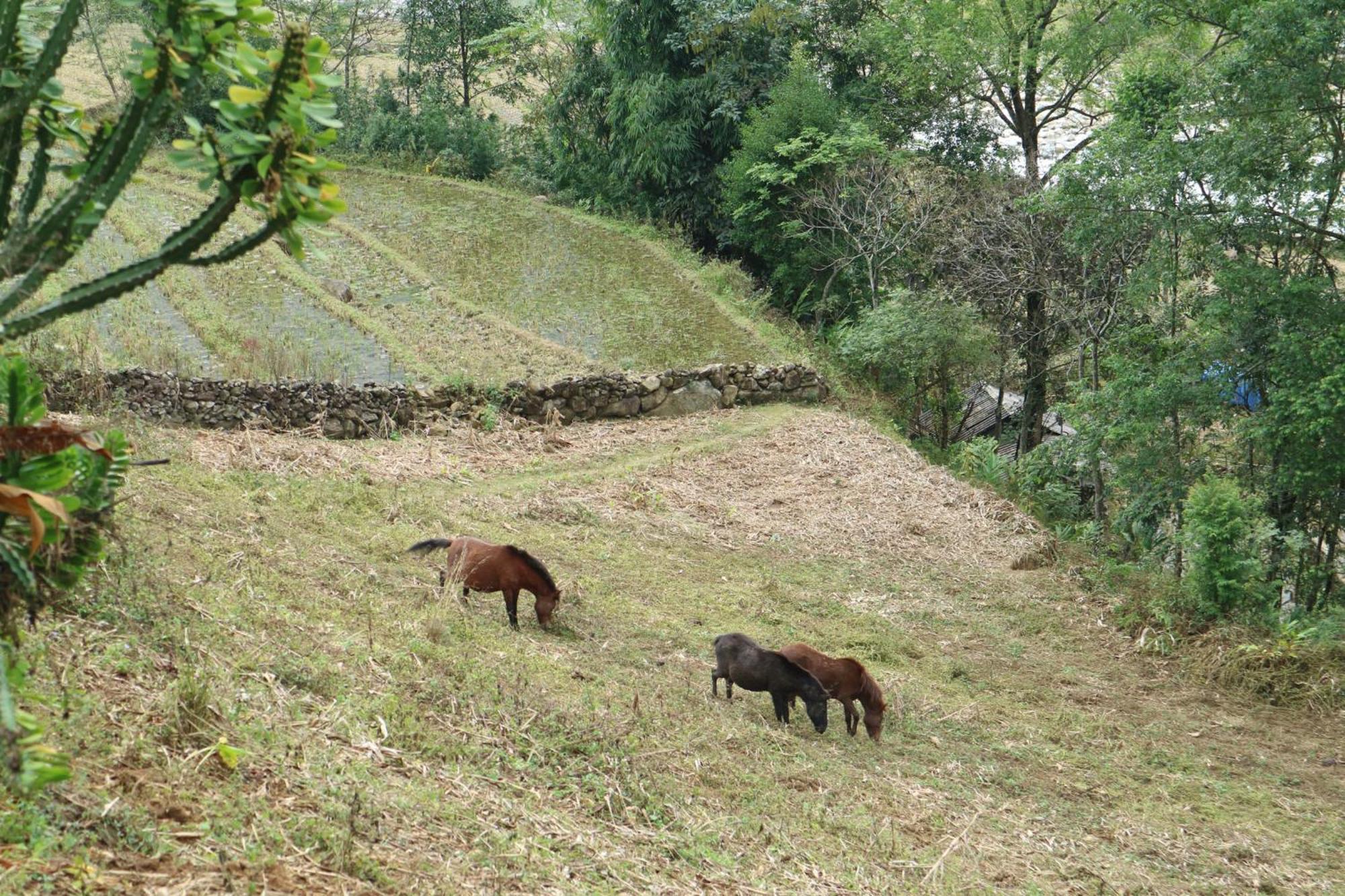 The Zen House Sapa Apartment ภายนอก รูปภาพ